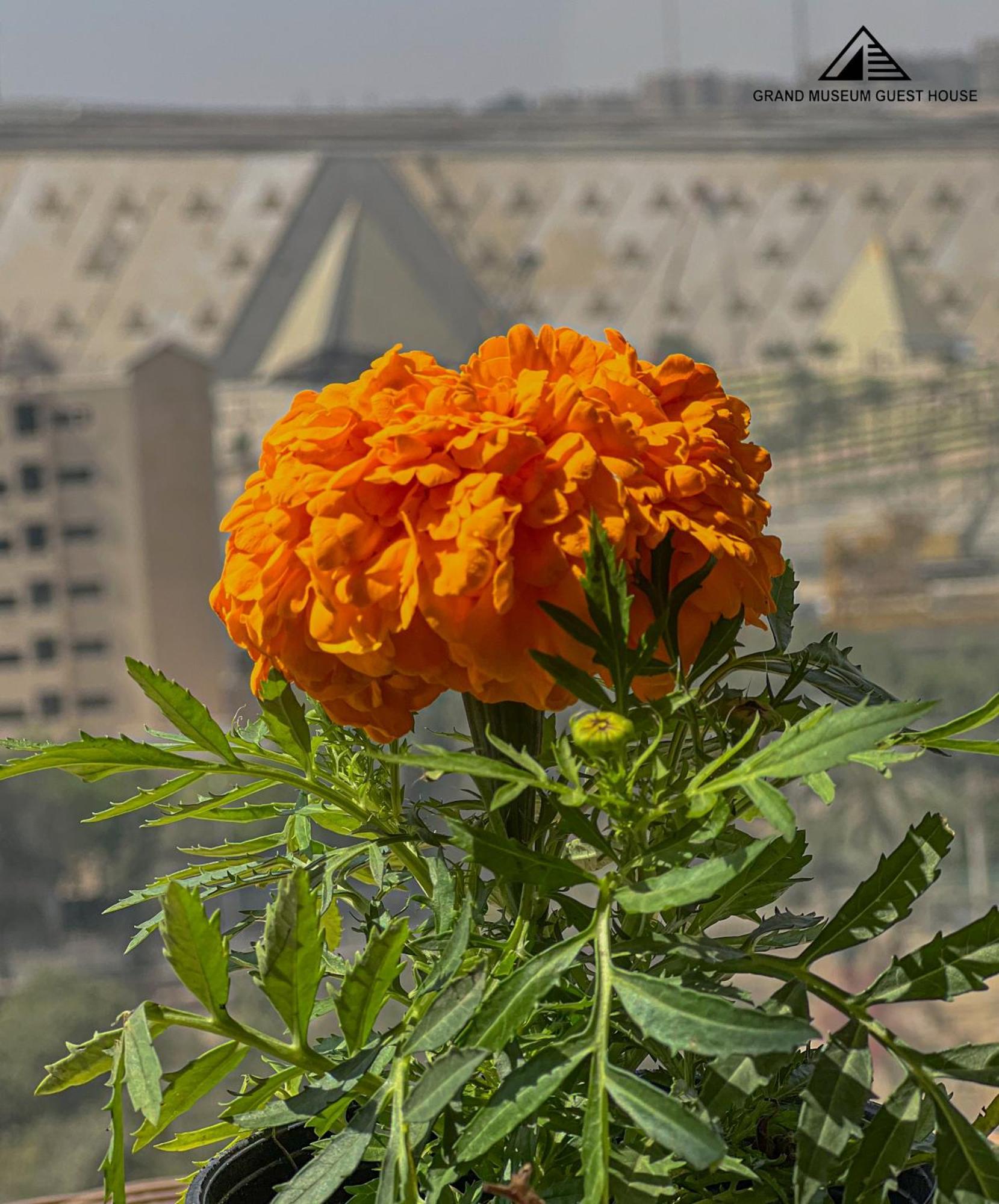 Grand Museum & Pyramids View Otel Kafr Ghatati Dış mekan fotoğraf